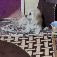 گم شده|حیوانات|شهرکرد, |دیوار