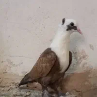 کربلایی مخمل کاکلی|پرنده|شیروان (خراسان), |دیوار