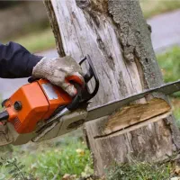 خریدانواع چوب درختان خشک وتر|خدمات باغبانی و درختکاری|بناب, |دیوار