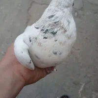 کفتر|پرنده|سبزوار, میدان بار|دیوار