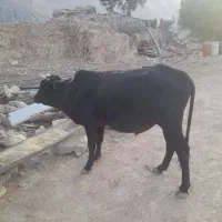 فروش گوساله نر بصورت نقدی