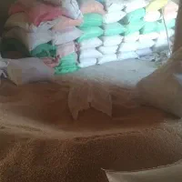 گندم بذری