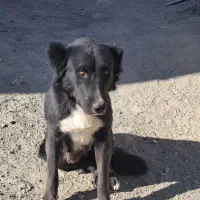 واگذاری لاس یک ساله گله ای