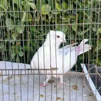 20عدد کفتر پرشی به صورت یکجا|پرنده|هشتگرد, ینگی امام|دیوار