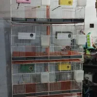 قفس پرنده فروشی توافقی در حدنو