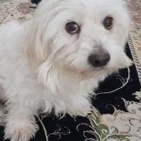 سگ خانگی|سگ|دزفول, |دیوار