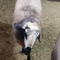 فروش گوسفند شال اصیل|حیوانات مزرعه|شفت, |دیوار