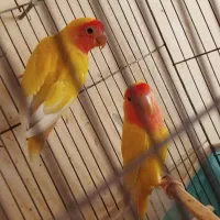 طوطی برزیلی|پرنده|گلپایگان, |دیوار