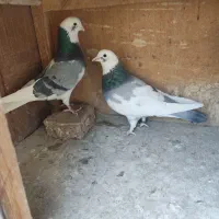 کفتر کفتر بازی