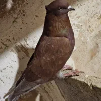 کفتر، جفت زاغ مهر ، سرخ نر ،زاغ آبادانی