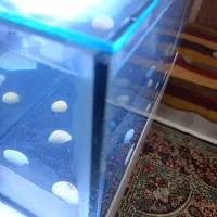 اکواریوم|ماهی|رفسنجان, |دیوار