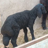 بره نره شیر مست سالم افشاری اصل
