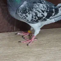 کبوتر طوقی سرخ ماده باخ خورده