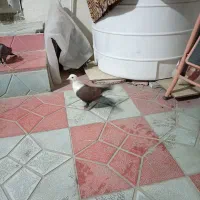 دوتا کلاغ فروشی