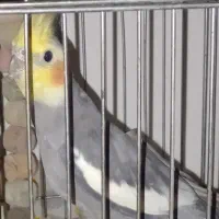 عروس هلندی نر خاکستری