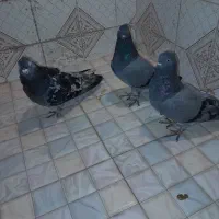 کبوتر سبز و سرور|پرنده|قائمشهر, |دیوار