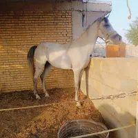 مادیون