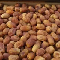 خرمای زاهدی قصب عمده تکی