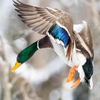 اردک کله سبز پروازی