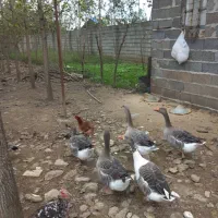 غاز تخم گذار