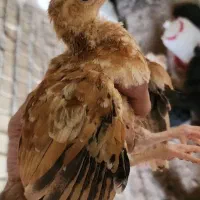 نیمچه مرغ و خروس|حیوانات مزرعه|خرمشهر, |دیوار