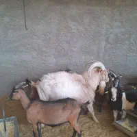 سالن آلپاین نر ۲سال نیم|حیوانات مزرعه|نطنز, |دیوار