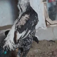 تخم و جوجه اوشامو از همین مولدین