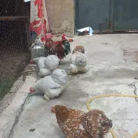 تخم نطفه دار کوشین ردملتد