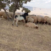 یه عدد بز نر افغان جوان وسر حال|حیوانات مزرعه|کارزان, |دیوار