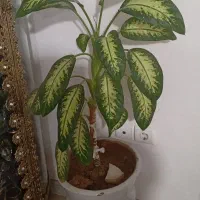 گل ماده و گلدان