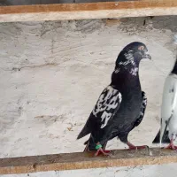 کبوتر|پرنده|قشم, |دیوار