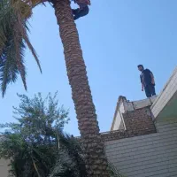 بریدن درخت هرس نخل قطع نخل سم پاشی تقویتی