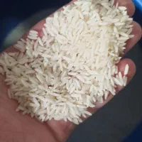 برنج طارم هاشمی کشت دو