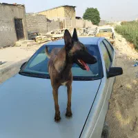 گم شده|حیوانات|بهبهان, |دیوار