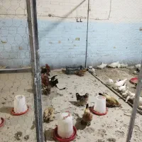 فروش و ثبت سفارش (پیش فروش ) تخم نطفه دار|حیوانات مزرعه|مشهد, ترمینال|دیوار