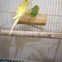 مرغ عشق