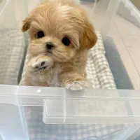 maltipoodle مالتیپودل|سگ|تهران, جنتآباد مرکزی|دیوار