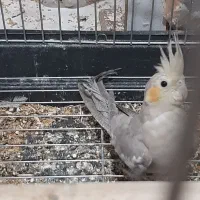 عروس هلندی|پرنده|تهران, هوانیروز|دیوار