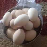 تخم مرغ عربی نطفه دار