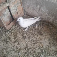 دوعددپرنده پلاکی گرفتنی باضمانت|پرنده|بروجرد, |دیوار