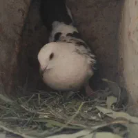 کبوتر گمشده