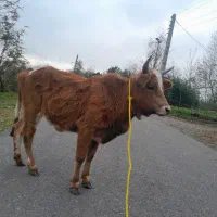 گاو گوساله لیشه ورزا