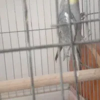 عروس هلندی ومرغ عشق