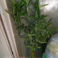 تعدادی گل اپارتمانی|گل و گیاه طبیعی|رامهرمز, |دیوار