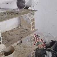 کفتر کله دم