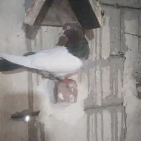 سینه شش عددسینه سه تاش پاک پاک
