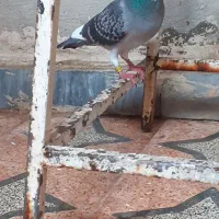کبوتر پلاکی ابلغ ودورگ