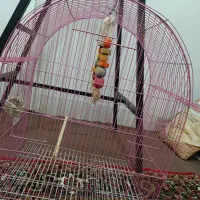 قفس پرنده|لوازم جانبی حیوانات|خوی, |دیوار