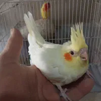 ۲عددجوجه عروس زعفرانی آماده دستی کردن|پرنده|سبزوار, شرق کال شمالی|دیوار