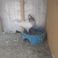 کفتر پرشی طوقی مسافتی فروشی|پرنده|آمل, |دیوار